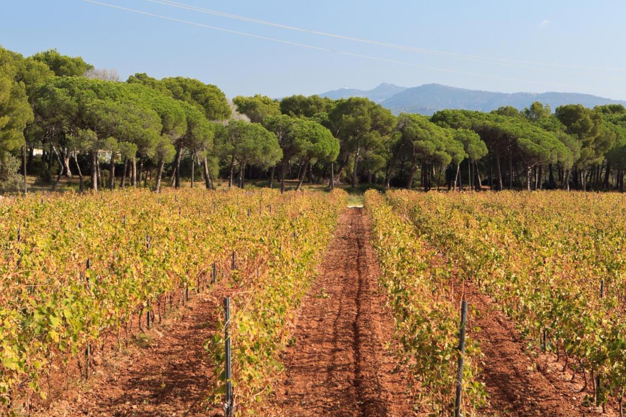Le Gite Des Cinq Cepages Fréjus Exterior foto